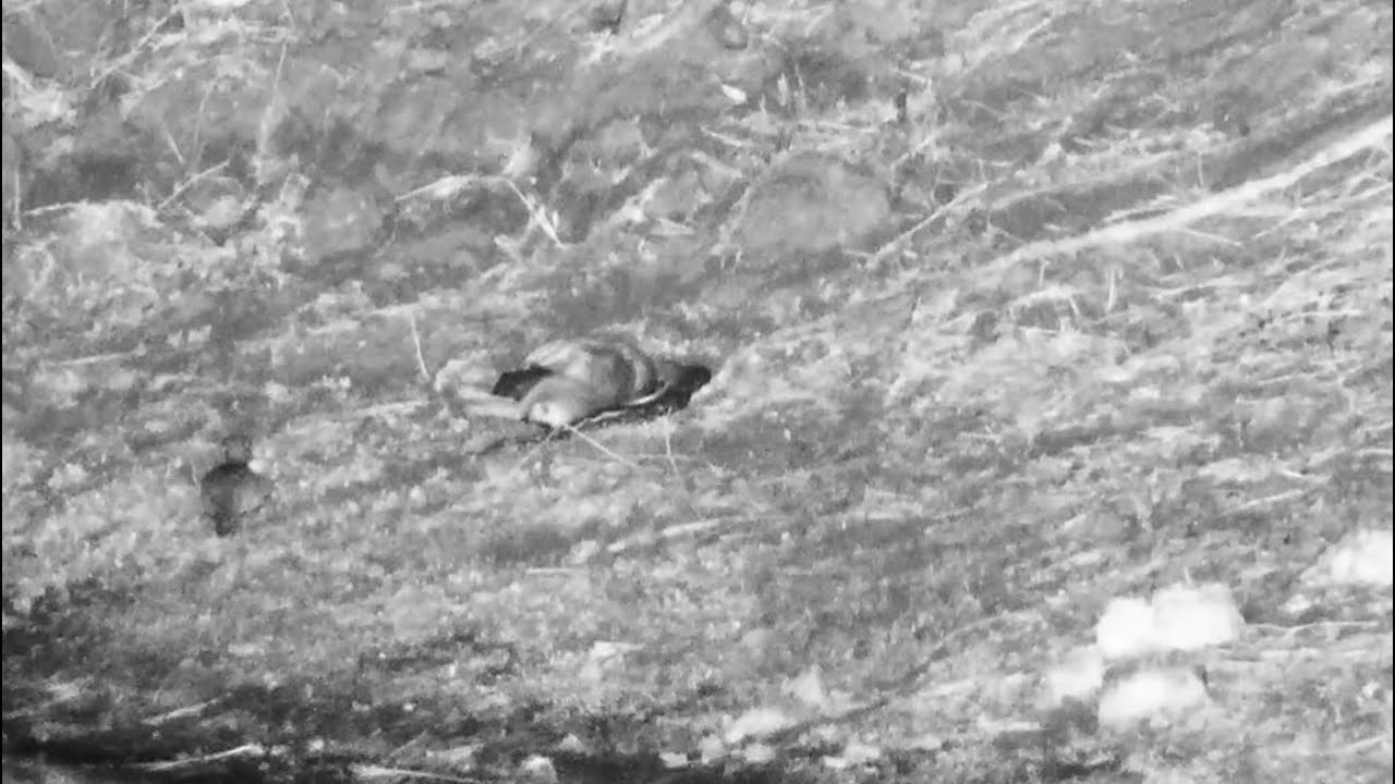 Southern African rock python  slowly swallows the scrub hare it hunts -Djuma Cam Live Stream, Part 1