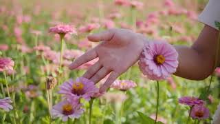 Woman Picking Pink Flowers - Free Stock Footage - 1080p HD