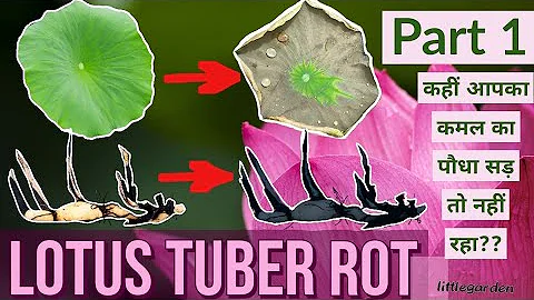 lotus root rot | save lotus now | कमल के पत्ते काले हो रहे?? | lotus leaf turning black - DayDayNews