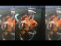 Can this disabled fish swim properly again with crutches? | Fish Tank Review 46