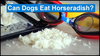 is horseradish bad for dogs