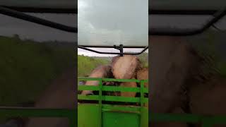 Hujan Hujan Kena Batang