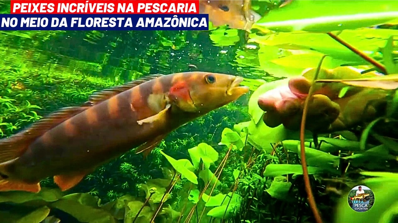 PEIXES INCRÍVEIS NA AMAZÔNIA, DESAFIOS E EMOÇÃO EM PESCA NAS CORREDEIRAS DO RIO SÃO BENEDITO/PA
