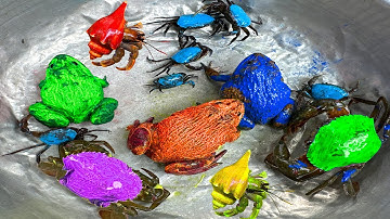 Kem Ốc và cua Chanel lái công nông đuổi theo con cua, cua ẩn sỹ, con ếch, máy xúc, rùa màu sắc, cóc.