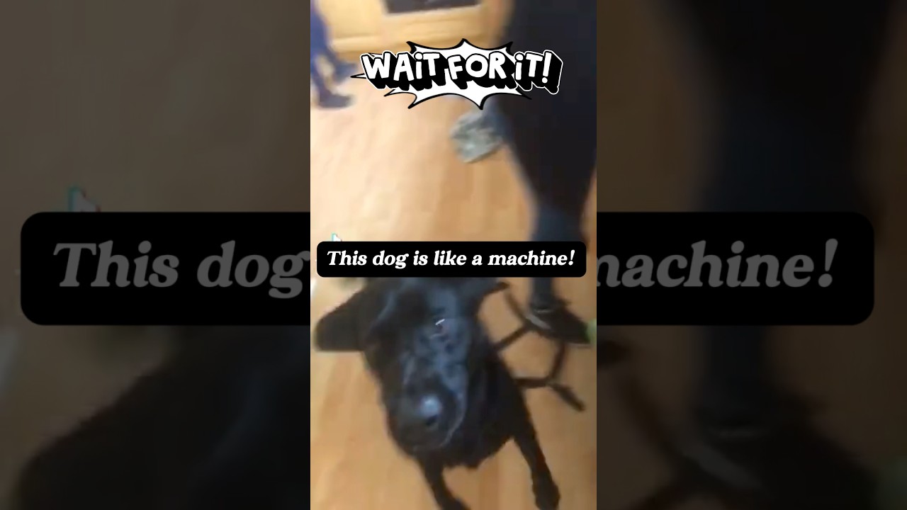 Dog = Machine! 