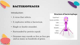 DNA REPLICATION IN M13 BACTERIOPHAGE AND D LOOPED MODEL OF REPLICATION