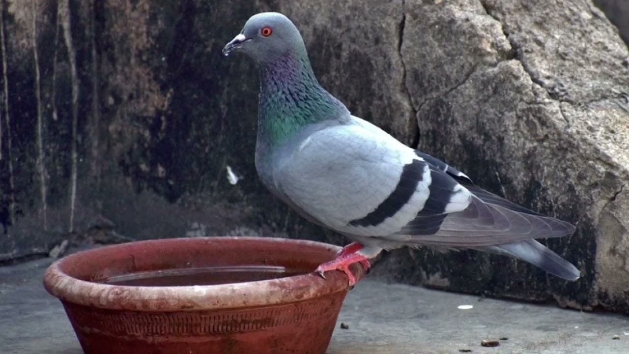 ⵣⵣ AYLINO - CLASSIC AMAZIGH ⵣⵣ آيلينو ـ  اغنية خالدة ⵣⵣ