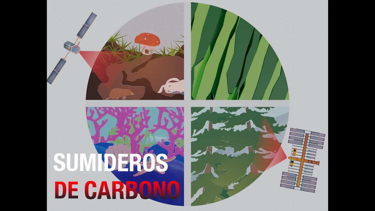 Sumideros de carbono