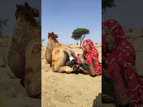 بفضل عمل المرأة الشاق في الحر اللاهب بدأ الماء من إناء فخاري في تبريد الجمل