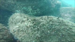Yellowbelly Rockcod