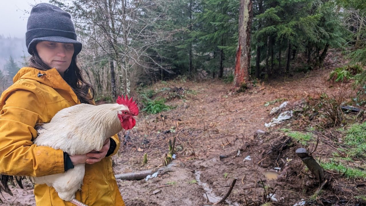 Chicken Mountain episode #4: The Great White Rooster Chase.