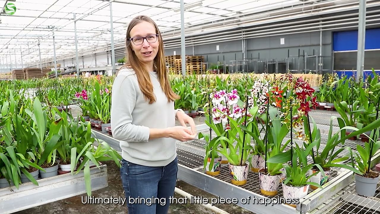 Grower of the Month: Inca Orchids