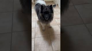 Bear being funny #funnydogs #keeshond #likeandsubscribe #adorabledog