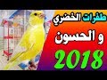 طفرات الخضري والحسون من طيوري لعيون الشباب