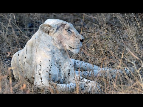 White Lions in the Wild - Extremely rare sighting