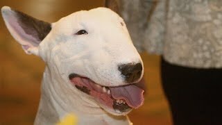 12 Things All English Bull Terrier Owners Must Never Forget