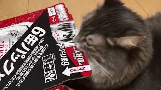 頭までしか入らなかった猫 ノルウェージャンフォレストキャットAss did not enter.Norwegian Forest Cat.