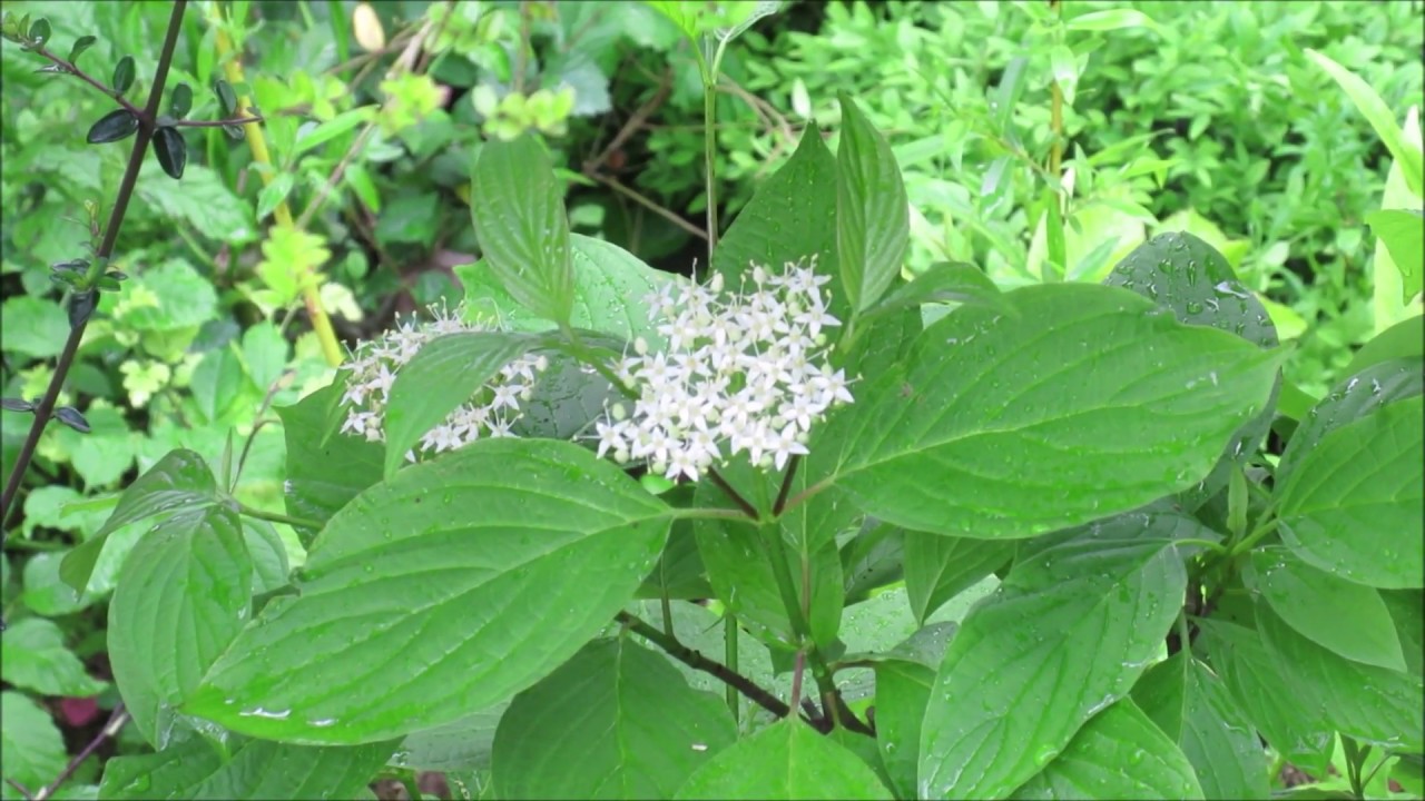 Cornus Sanguinea Dogwood as Bonsai May 2019