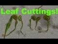 How to Plant Venus Fly Trap Leaf Cuttings