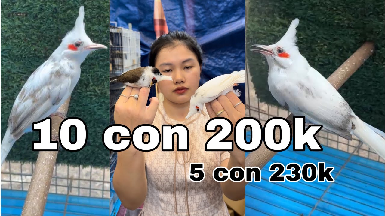 Cơ sở chào mào rẻ nhất mb | chào mào cao bằng siêu giảm giá từ 199k / chào mào bạch lúa học sinh ,sv