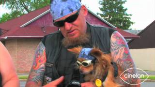 chihuahua motorcycle goggles