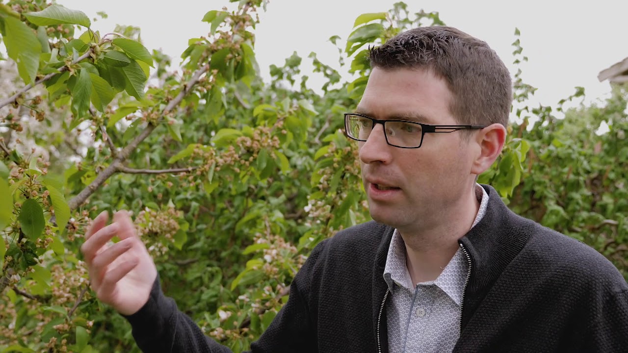 GESTE TECHNIQUE - Agir contre les vers dans vos cerisiers