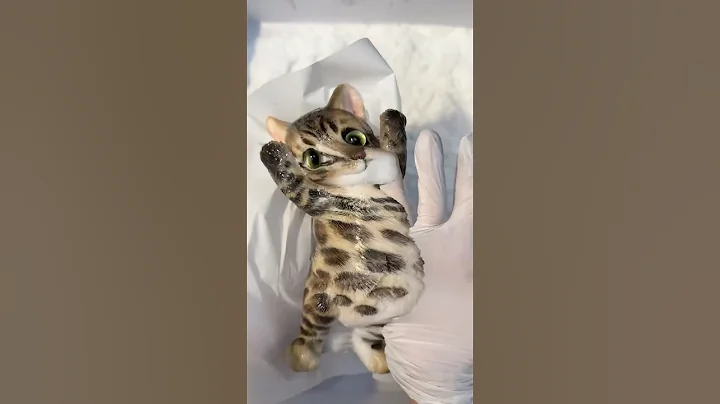 Video 10627811: bengal leopard cat, leopard cat pet, bengal cat meowing