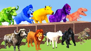 choose the right Funny animals Gorilla, Cow ,Dinosaur, Lion, Buffalo who is the looser animal