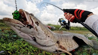 Catch and Cooking Snakehead Fishing | ព្រែកខ្មែរប្លង់ថ្មីស្ងោរជ្រក់បាយបឹង | វីឌីអូចែករំលែកទីតាំង