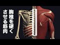 胸椎の動きを硬くさせる筋肉を解説してみた