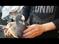Vlog cu porumbei mei ce noutăți  mai sunt