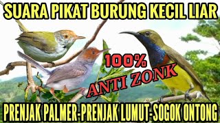 Download Lagu Suara pikat burcil ribut Sogon Prenjak Palmer Prenjak lumut! baru Anti Zonk MP3