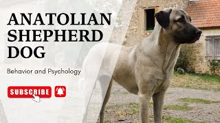 Anatolian Shepherd Dog Behavior and Psychology |  The Beast World
