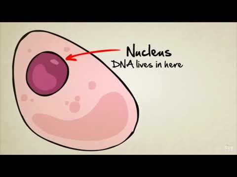 diabetes-mellitus-type-1