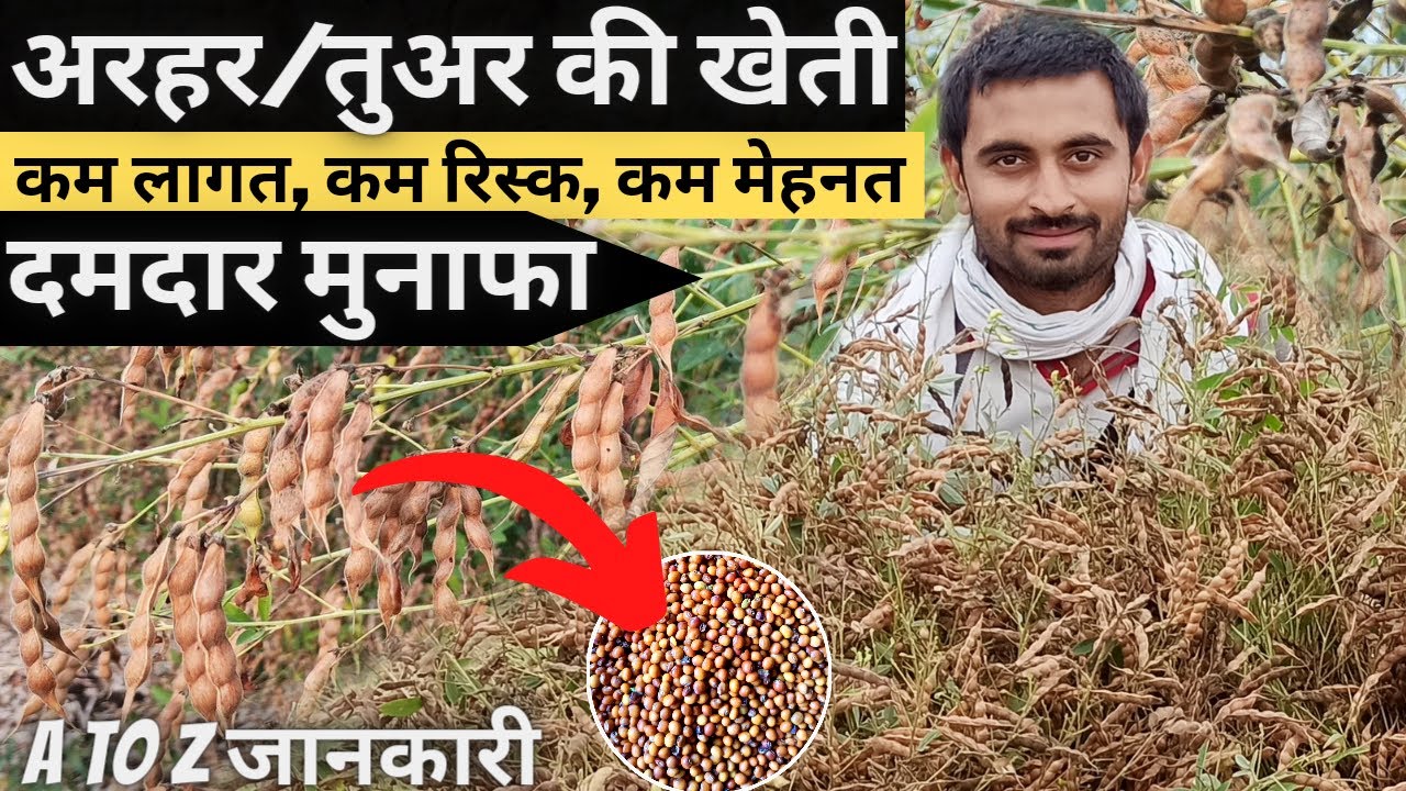 Arhar 🌿ki kheti Red gram Pigeon pea variety, seed rate, sowing
