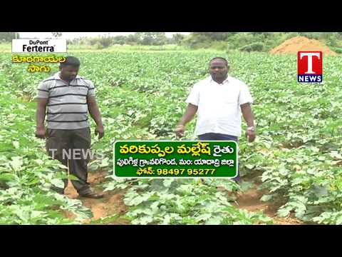 Varikoppula Mallesh about Vegetable Farming | Chenu Chelaka | T News live Telugu