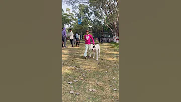 Shadow Dog Dogbreed Dogoargentino Dogo Viralvideo 