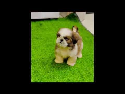 Shihtzu breed male and female puppies. 08750568063 Happy Kennel Dog Market, Delivery Delhi, Gurugram