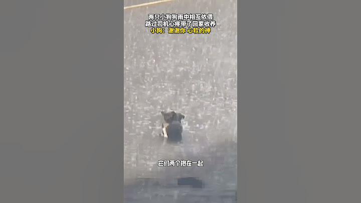 两只小狗狗雨中相互依偎，瑟瑟发抖，路过司机发现后将它们带回了家。小狗：谢谢你，心软的神！ #暖心  #正能量