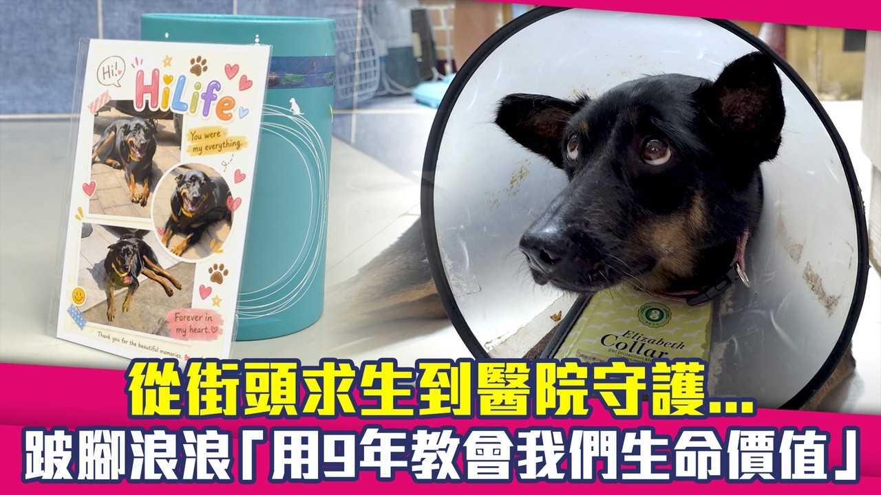 毛孩重生系列 - 斷腿浪汪「HI-LIFE」送養無望 動物救援小組守護9年到終點:不是救完就結束! 縮圖