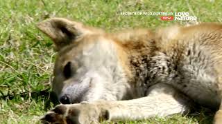 Secrets of Wild Australia   The Dingo Wealth