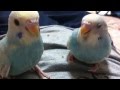 セキセイインコの赤ちゃんがだいぶ大きくなりました 〜budgerigar baby 〜