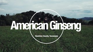 The American Ginseng Documentary