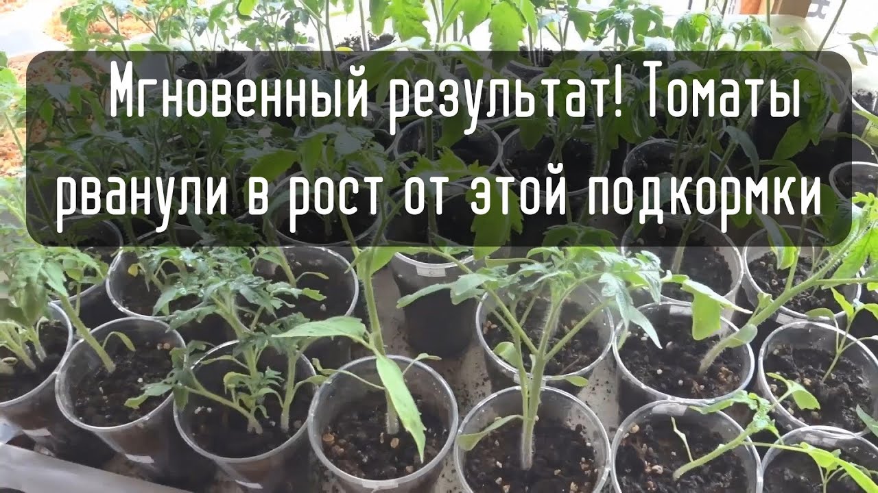 Томаты выросли в 2 раза быстрее — всё благодаря одной подкормке!