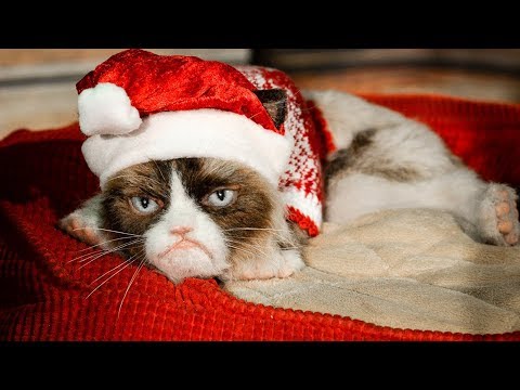 Умерла самая грустная кошка: кто получит наследство Grumpy cat? // Деловые новости и новости бизнеса
