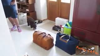 Cats and Dogs Meeting Each other For The First Time by Pet lovers 14 views 3 years ago 1 minute, 29 seconds