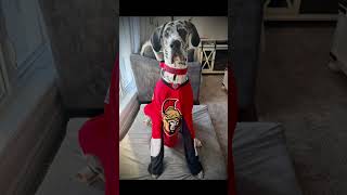 Go Sens Go! 🏒 #playoffs #ottawasenators #fypシ #nhlplayoffs #greatdane