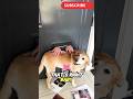 Dogs Love When Mailmen Scratch Them Through the Slot!