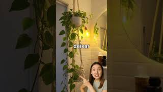 Planta jiboia: cresce até no banheiro! 🌿#plantas #casaejardim