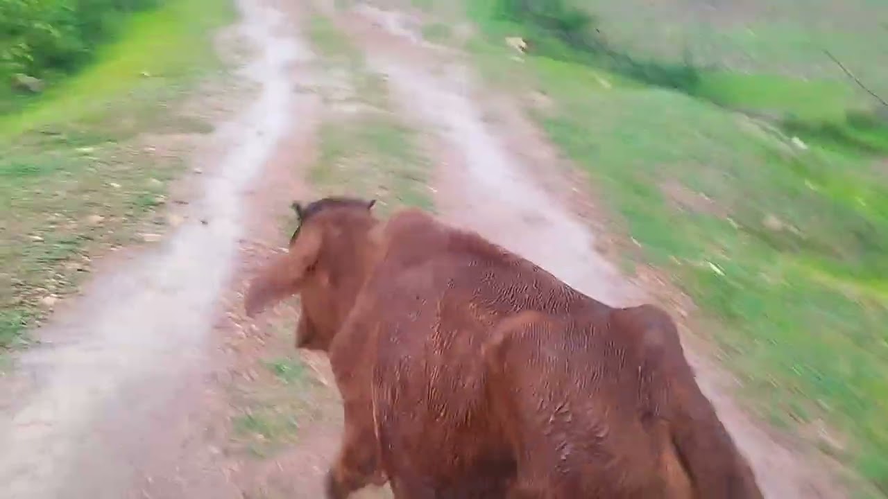 Sigma gay attitude level 999 💪